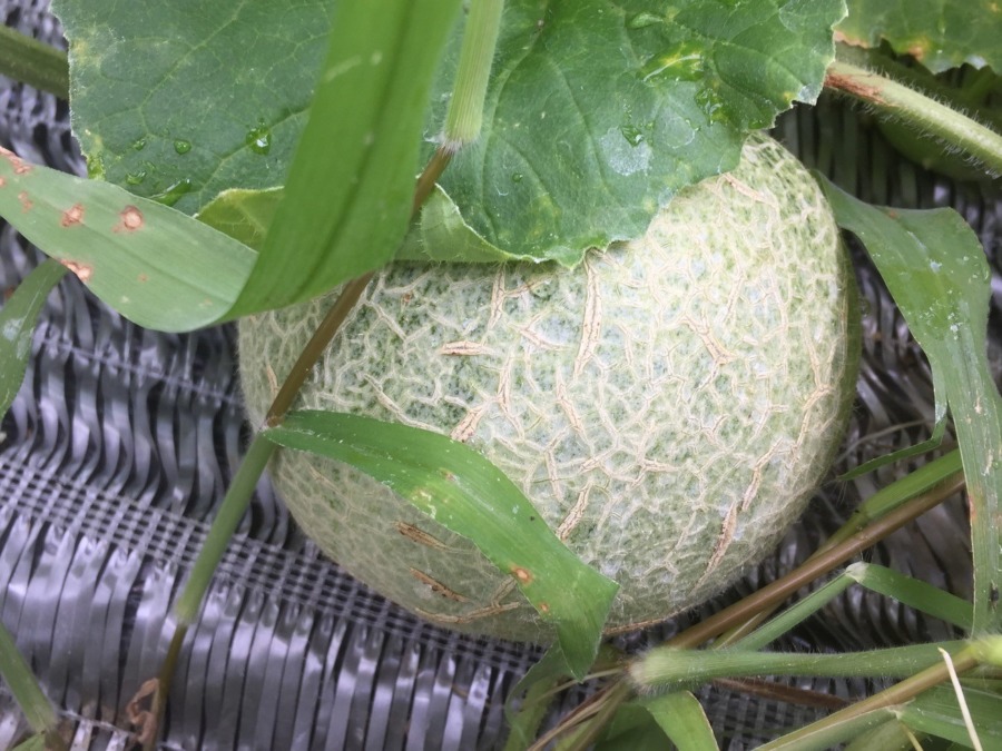 【フォト】めろんの様子。