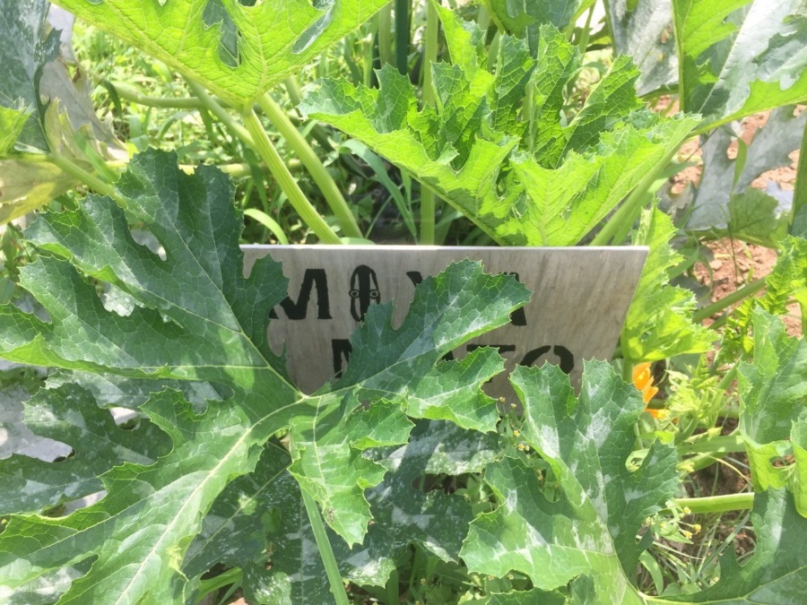 【フォト】ずっきーにの様子。