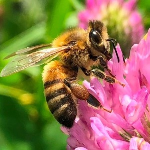 赤詰草　と　生きる④　食べる・ミツバチ　20190625