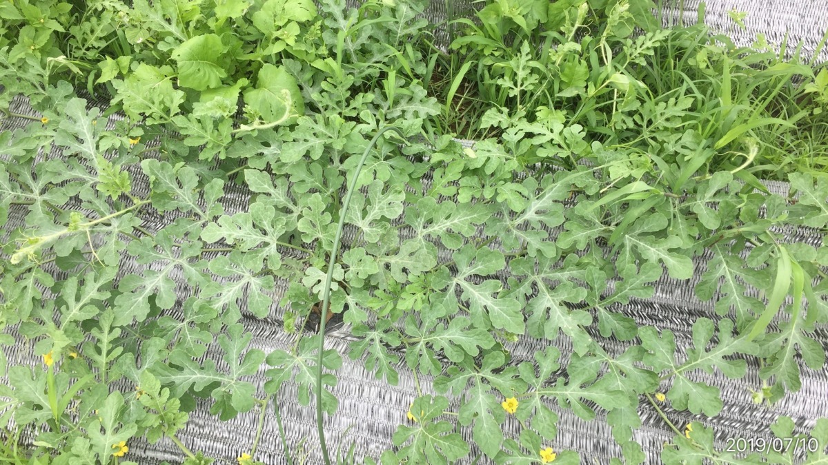 【はたけしごと】すいかの整枝。