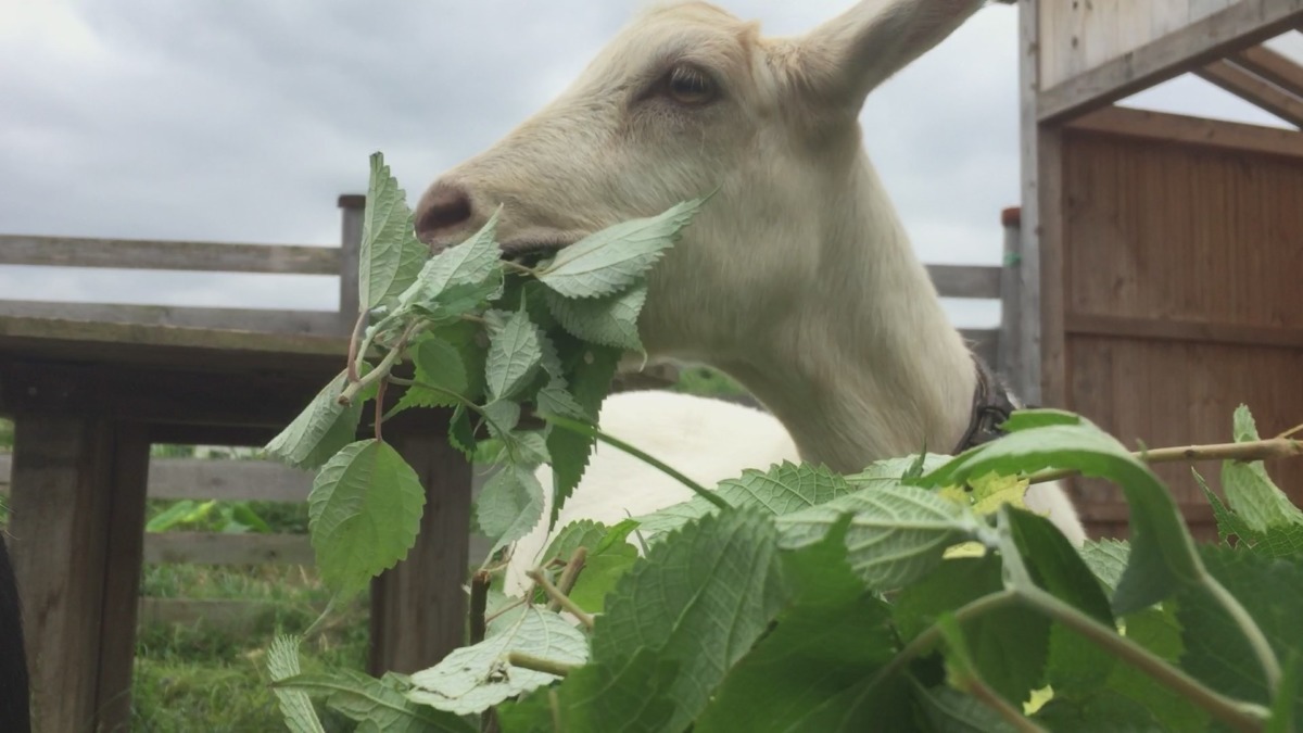 ルナです。カラムシをむしゃむしゃ。