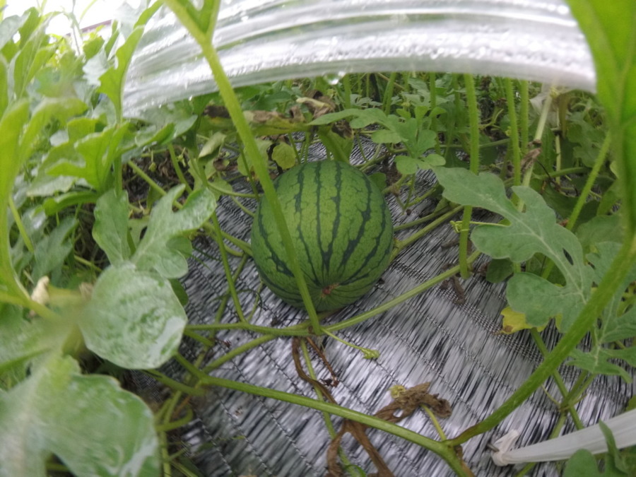 【フォト】ゴロゴロすいかの様子。