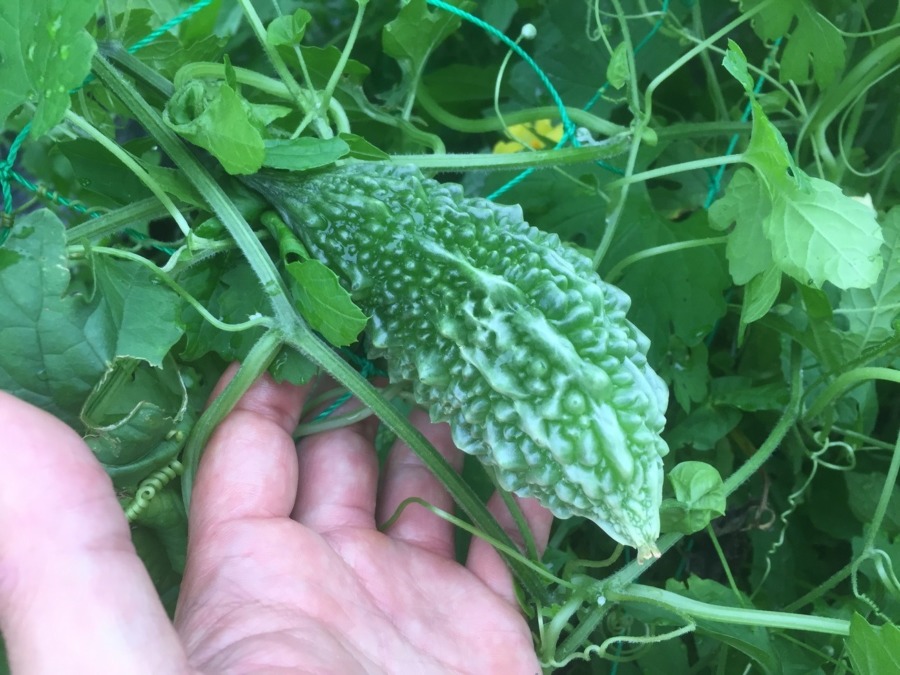 わたしの隣のゴーヤーちゃん。