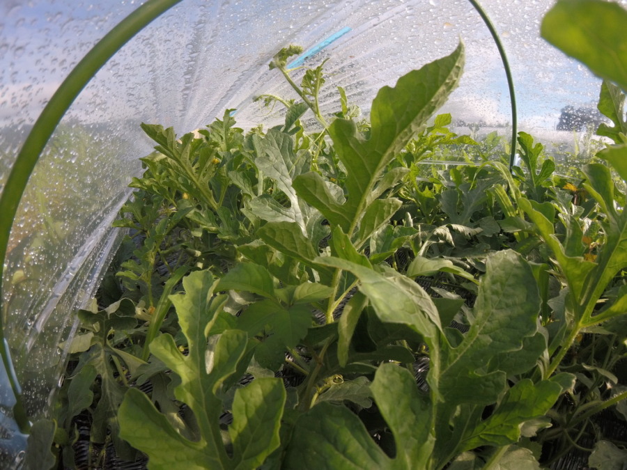 【フォト】トンネル内の様子。