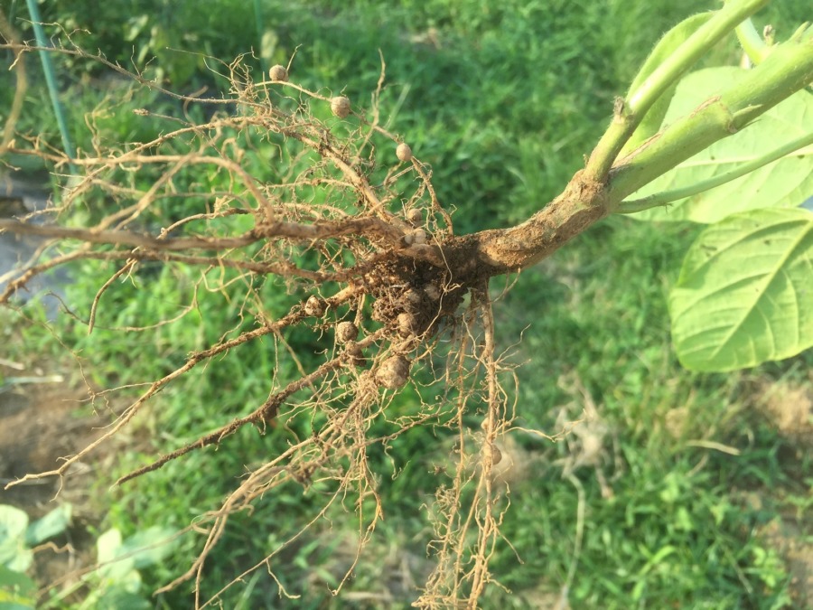 枝豆です。収穫どっさり。そして根粒菌？？