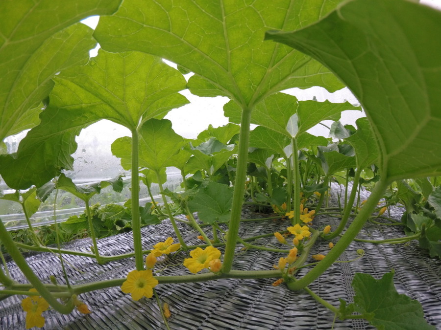 【フォト】めろん株の様子。もしゃもしゃ。