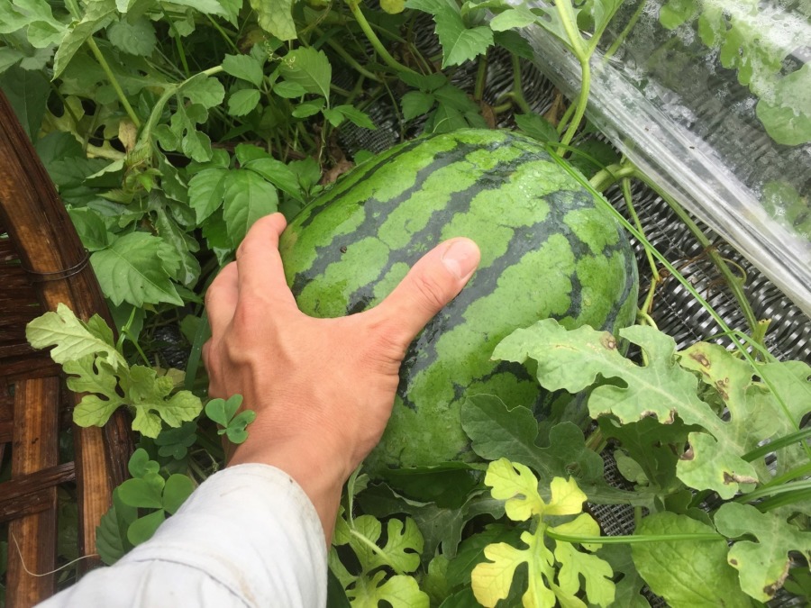 【受付中：7~8月】夏野菜！！の収穫