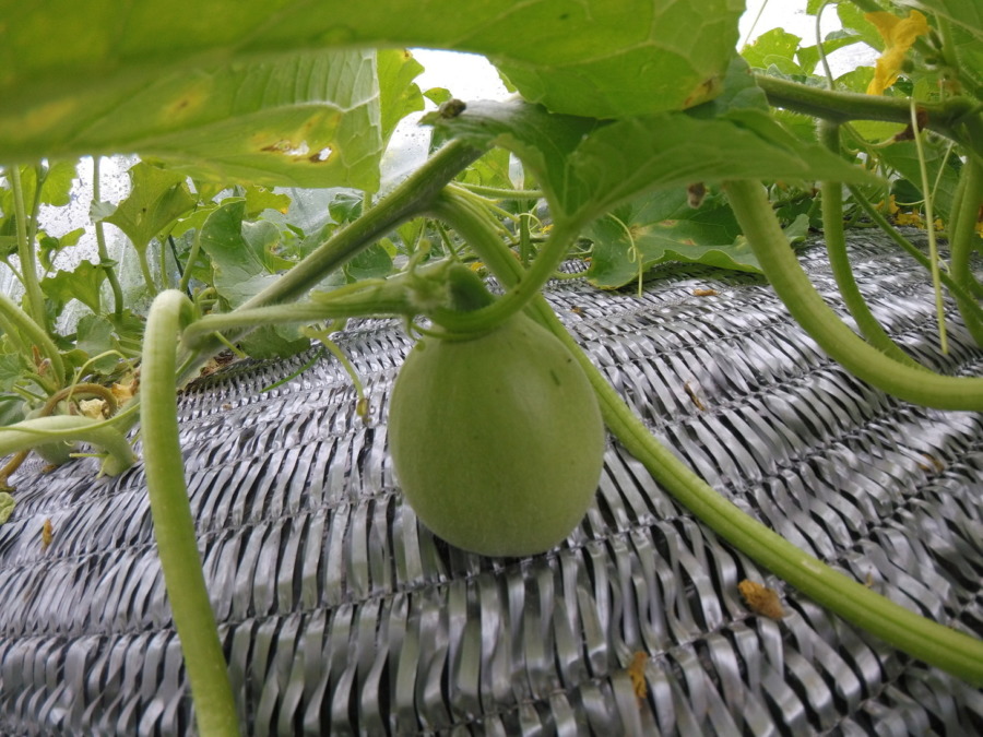 【フォト】めろん株の様子。