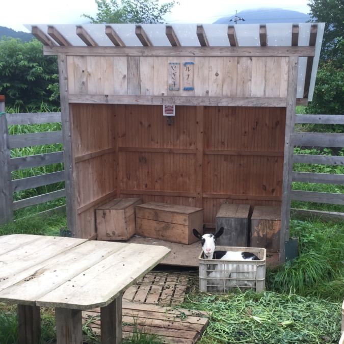 やぎ子です。今日の、ボックスイン。