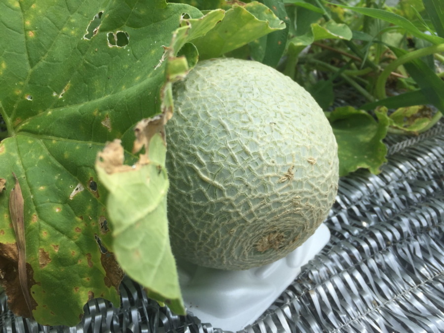 【フォト】めろんの様子。