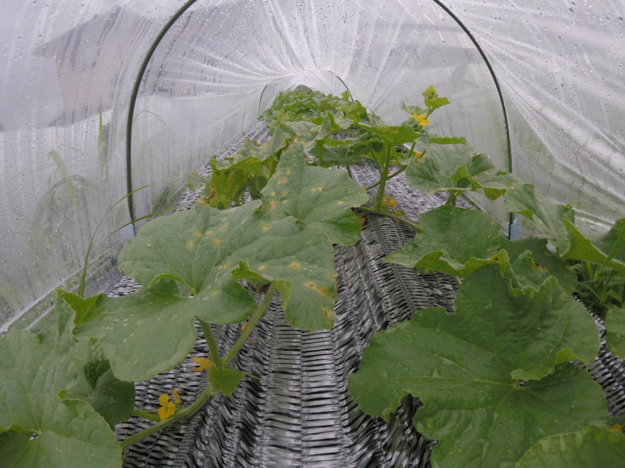 【フォト】めろん株の様子。