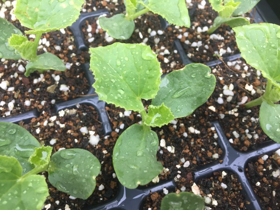 【フォト】メロンです。スイカさんとの違いがはっきりとしてきました。