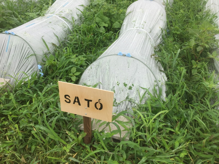 【フォト】めろんブロックの様子。