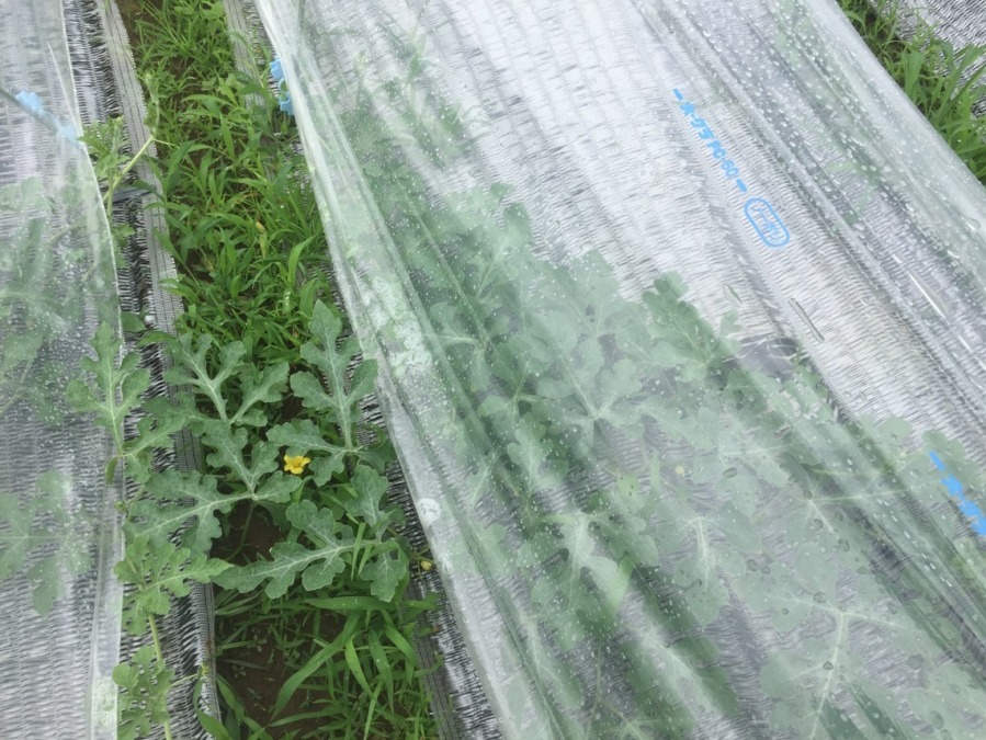 【祝】開花を確認。ステージ３に進みました！