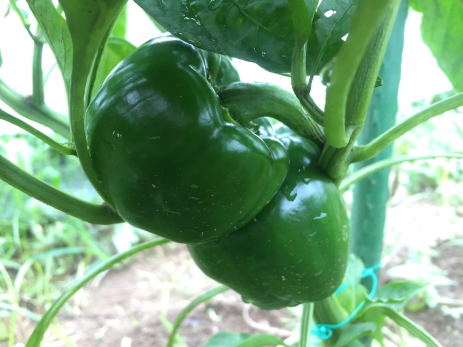 【フォト】ぴーまんの様子。