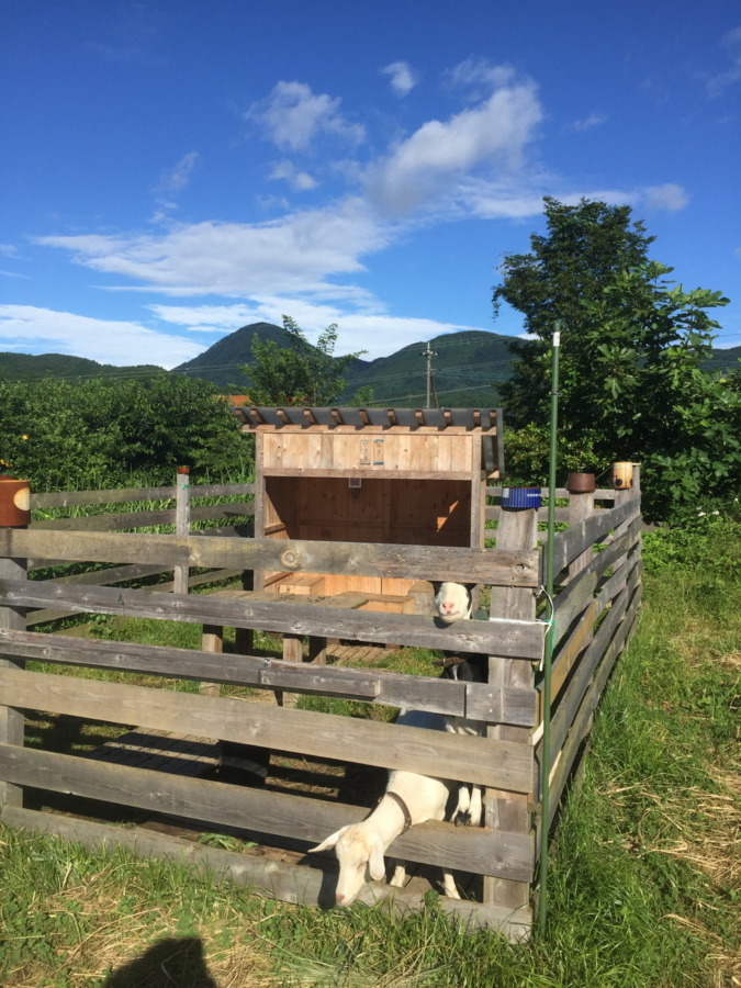 足柄は、梅雨明けしたと見られる。（ヤギの皮膚感覚では）
