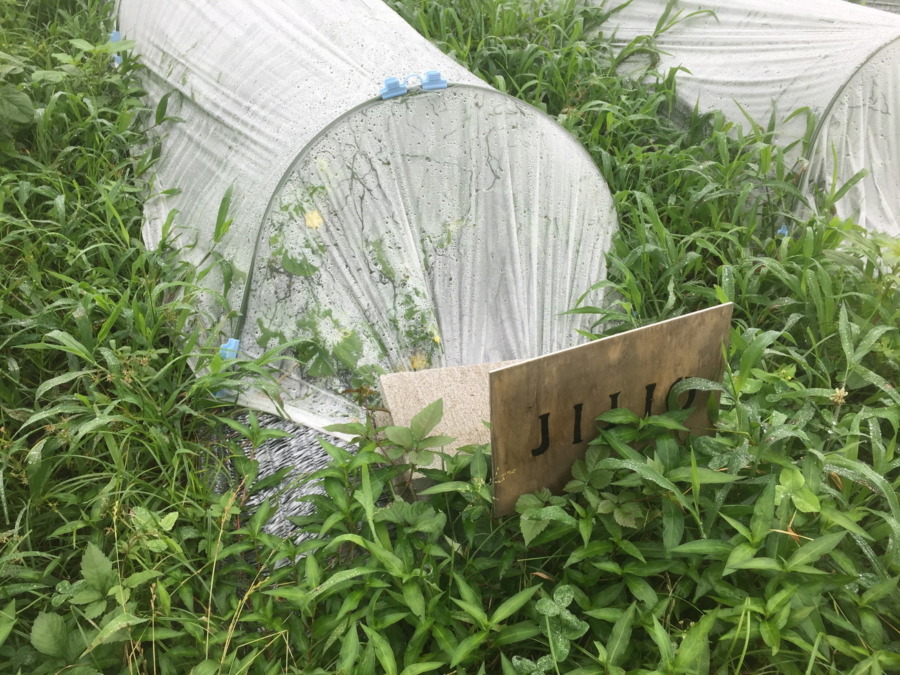 【フォト】めろんブロックの様子。