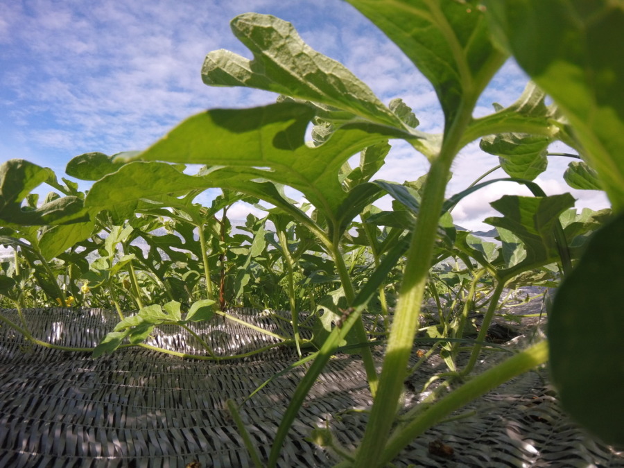 【フォト】すいか株の様子。（接写）