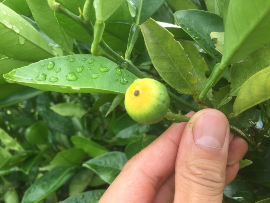 これは、ネーブルオレンジのベイビ。