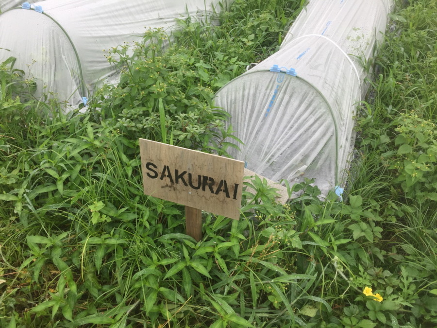 【フォト】めろん株の様子。