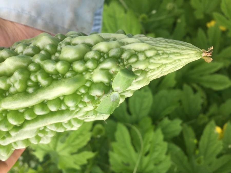 【虫フォーラム】カメムシの交尾