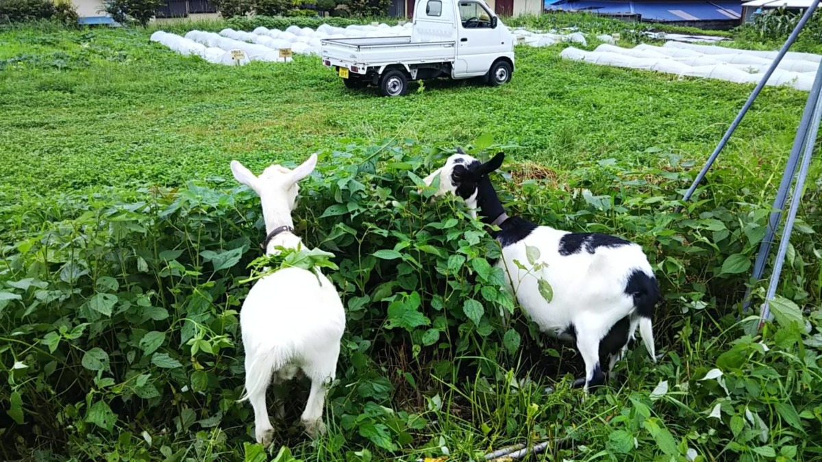 わたしとルナの、エサ埋もれ動画。