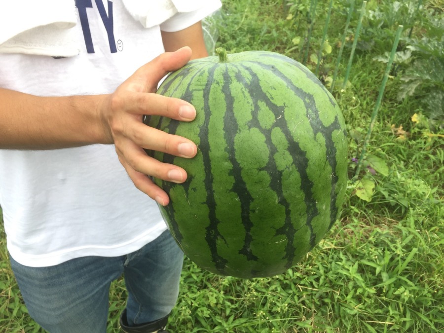 【祝：初収穫】大玉すいか＠足柄