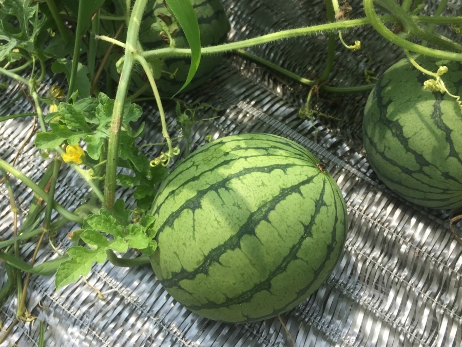 【フォト】すいかの様子。玉がゴロゴロ。調子good。