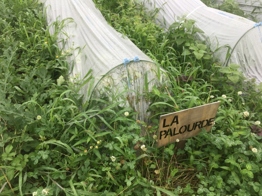 【フォト】めろんの様子。