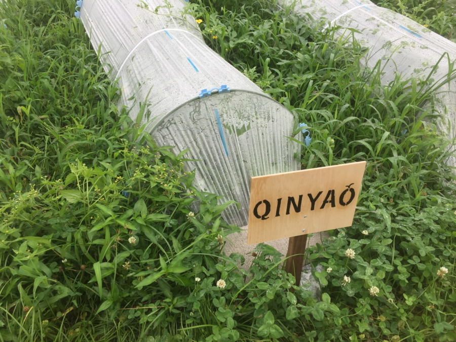 【フォト】めろんブロックの様子。