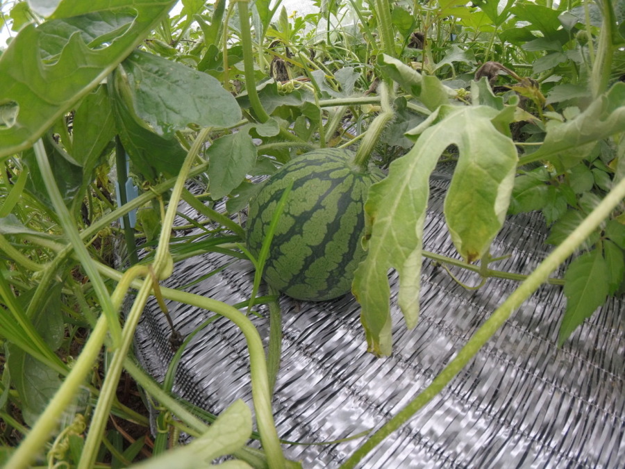 【フォト】すいか株の様子。