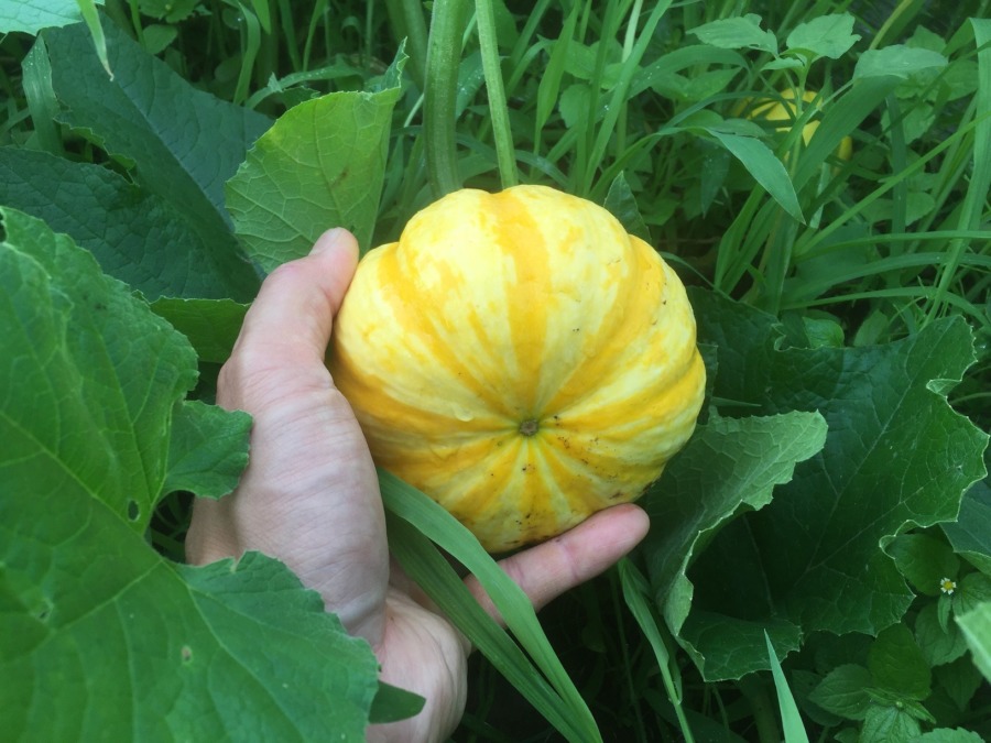 かぼちゃです。そろそろですyo。