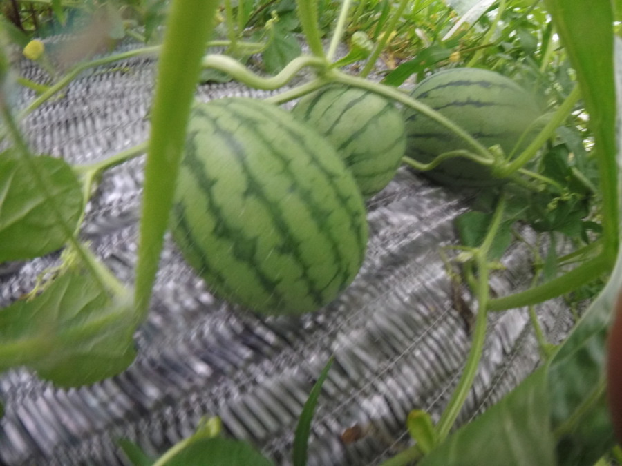 【フォト】ゴロゴロすいかの様子。