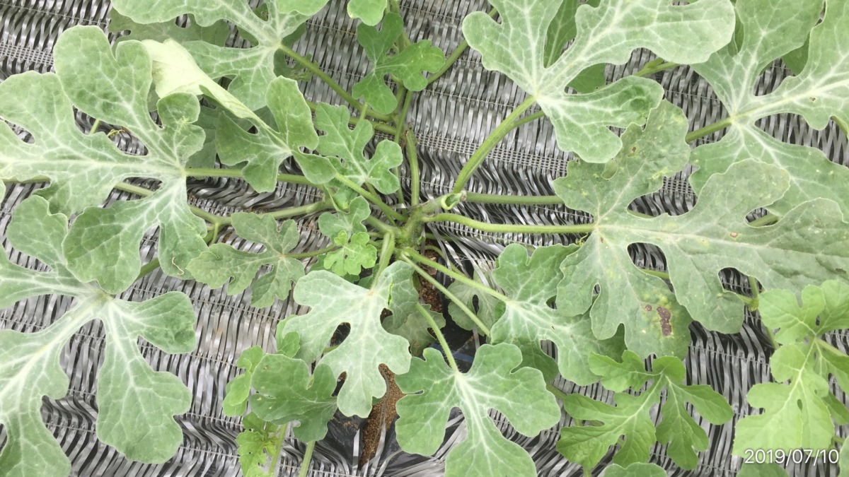 【はたけしごと】すいかの整枝。