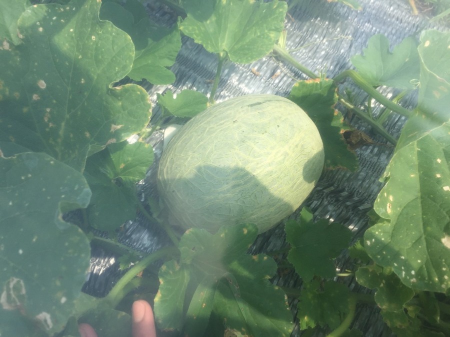 【フォト】めろんの様子。