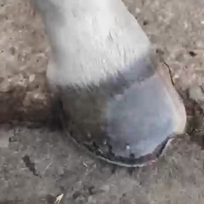 ネルでス。ブラッシング。