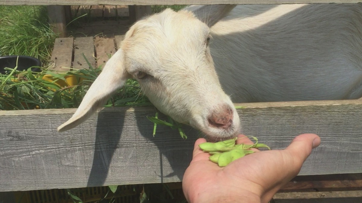 枝豆、食べるよ。