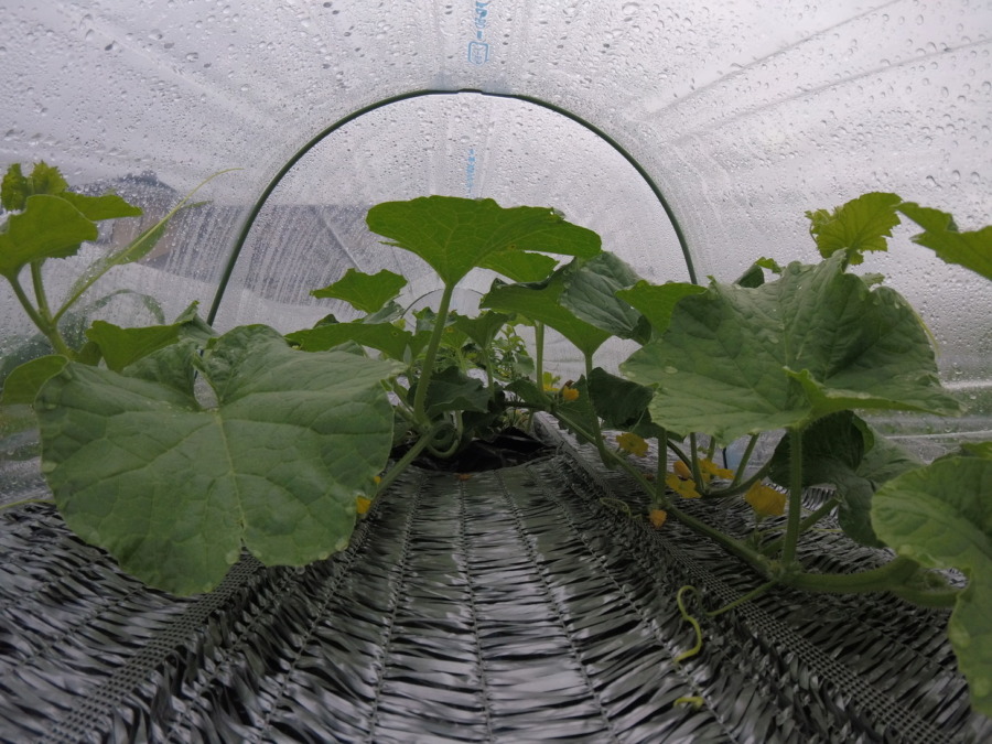 【フォト】めろん株の様子。