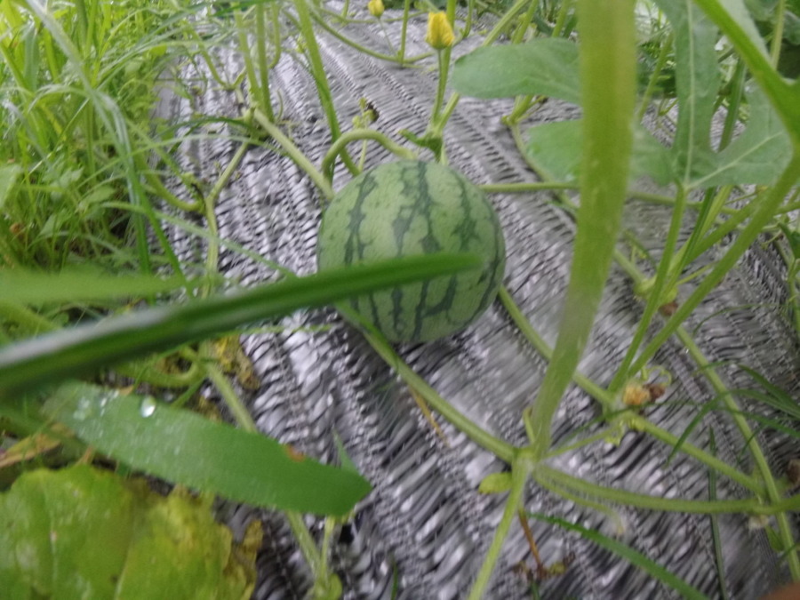 【フォト】すいかの様子。