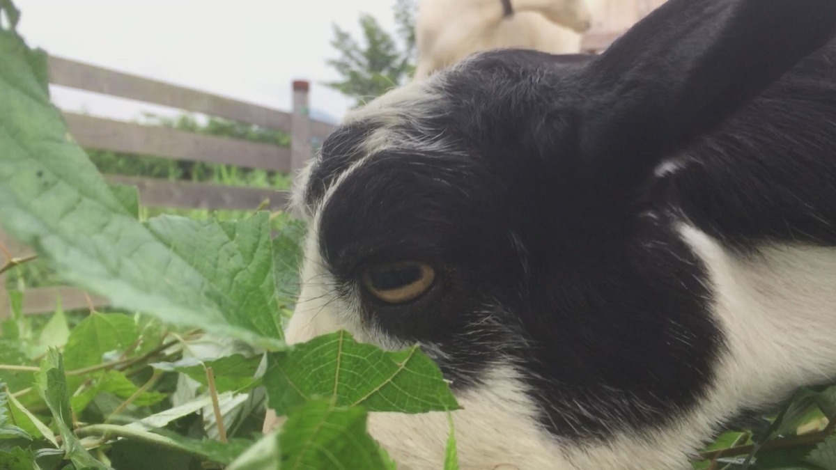 やぎ子です。カメラ、近すぎじゃないですカメ。