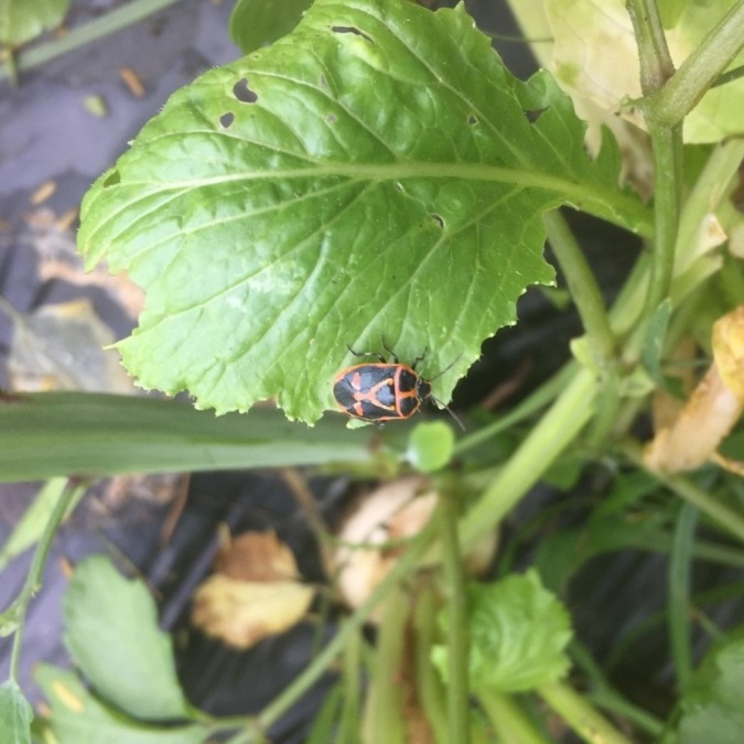 あなたはどなた？こかぶの葉の上。