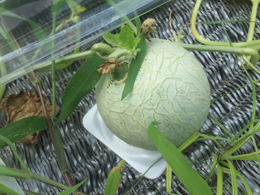 【フォト】めろんの様子。