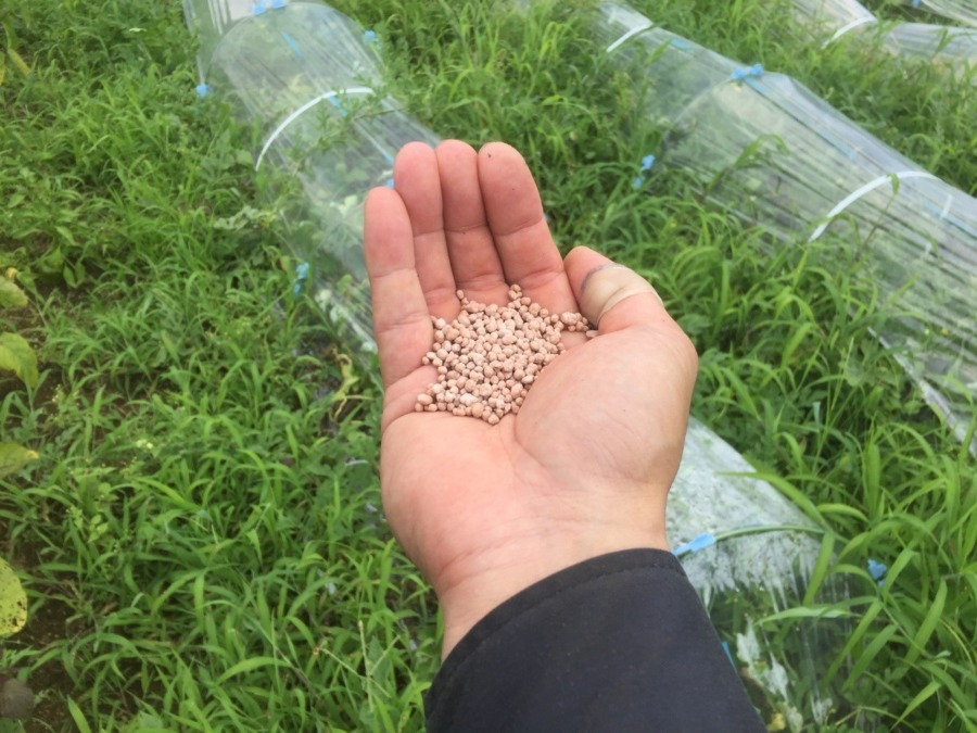 【はたけしごと】追肥（ついひ）完了。