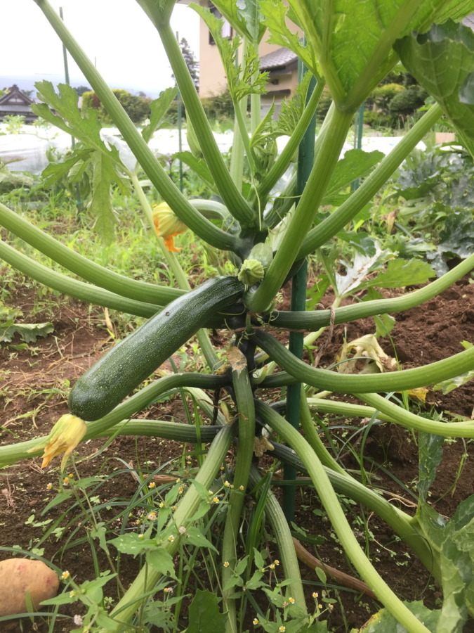 ずっきーにの今。７階建てくらい？