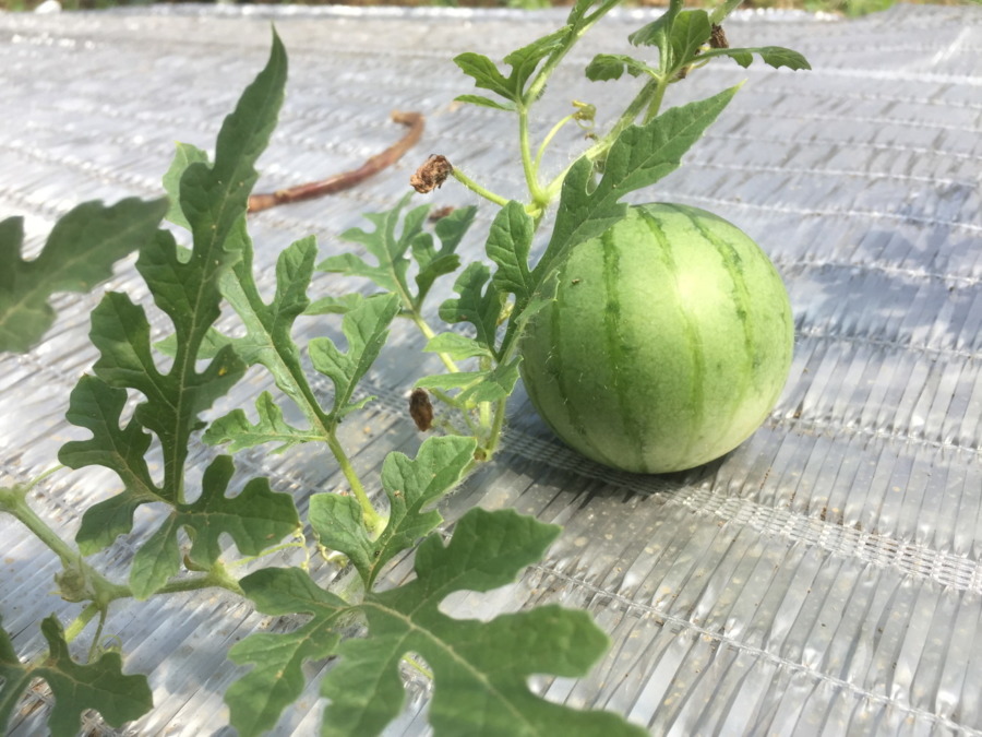 【フォト】すいかの様子。