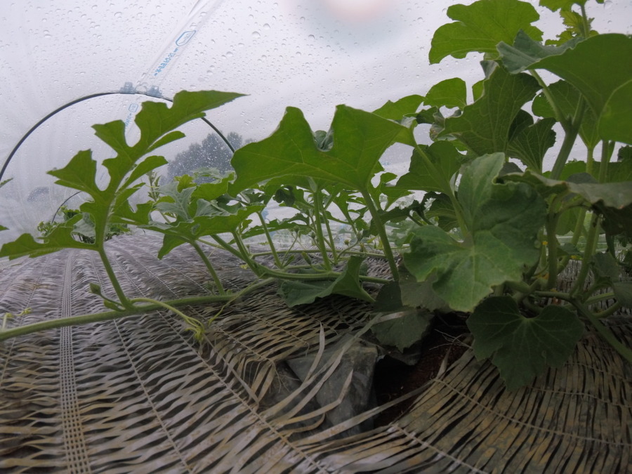 【フォト】めろん株の様子。