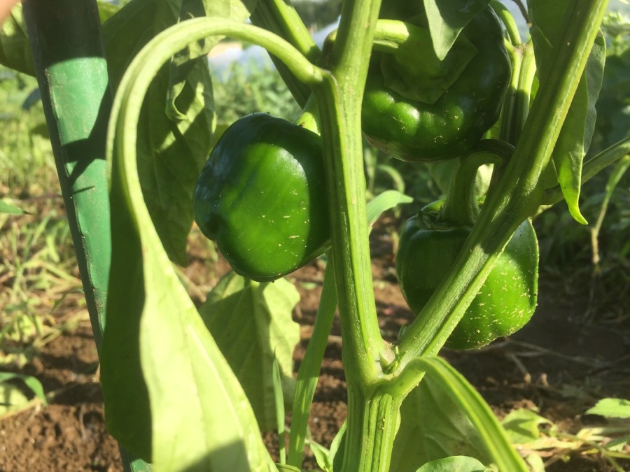 【フォト】なんだかんだ、そろそろ収穫期ですyo。