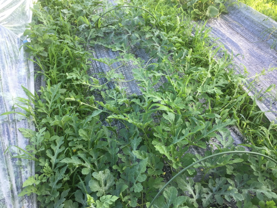 【フォト】ブロックの様子。（外）