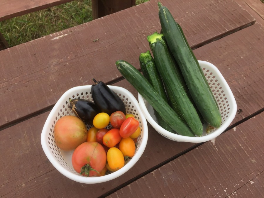 今朝の畑のめぐみ。