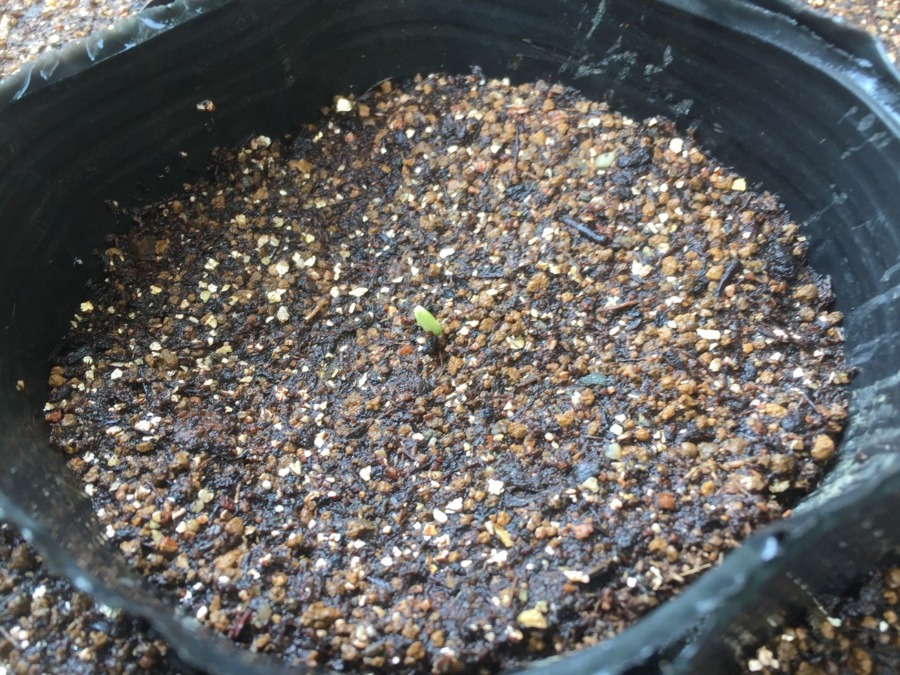 とうもろこしです。発芽しました。m(_ _)m